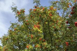 Red rowan berries in the summer photo