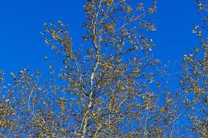 sunny autumn weather in the birch forest photo