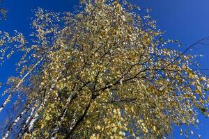 sunny autumn weather in a birch forest with a blue sky photo