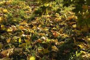 Maple foliage that has changed color in autumn photo