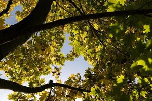 Yellowing maple foliage in the autumn season photo