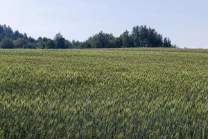 An agricultural field where ripening cereal wheat grows photo