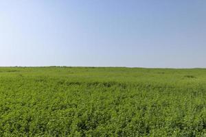 field with grass for harvesting fodder for cows photo