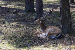 Deer resting in hot weather photo