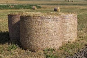 A field with cereals in the summer photo