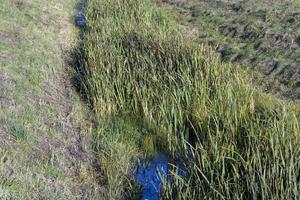 A small ditch with reeds and other plants photo