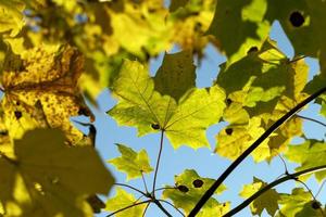 árbol de arce durante la temporada de otoño foto