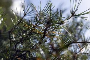 Coniferous pine tree with long needles photo