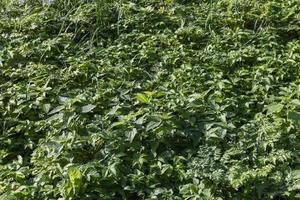 field with grass for harvesting fodder for cows photo