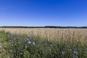 un campo con cereales en el verano foto