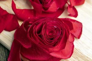 A beautiful red rose cut into pieces photo