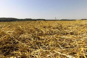 A field with cereals in the summer photo