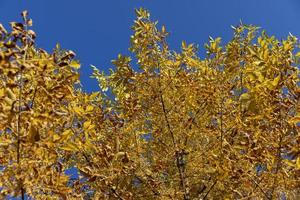 Maple tree during the autumn season photo