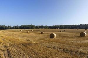 Straw stack after harvesting grain in the field photo