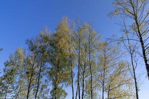 clima soleado de otoño en un bosque de abedules con un cielo azul foto