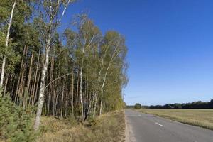 Paved road in the autumn season in sunny weather photo