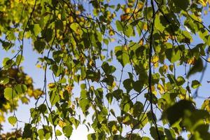 bosque de abedules con árboles de follaje amarillo y verde foto