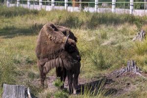 Wild animal European bison photo