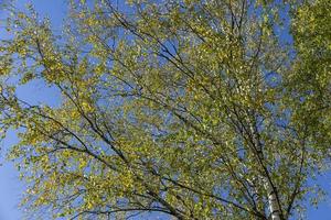 Birch forest with trees with yellow and green foliage photo