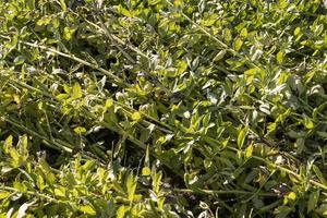 Agricultural field with green beans photo