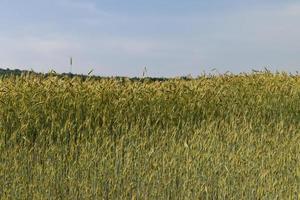 An agricultural field where ripening cereal wheat grows photo