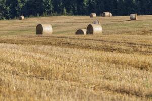 Straw stack after harvesting grain in the field photo