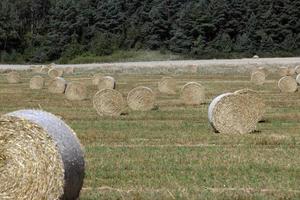 Straw stack after harvesting grain in the field photo