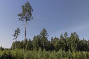 deforestación para la extracción de madera, bosque foto