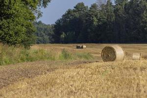 Straw stack after harvesting grain in the field photo