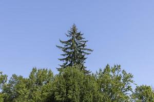 tall trees in the summer photo