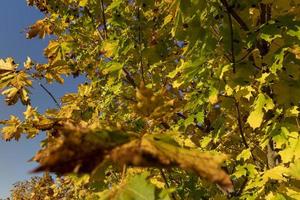 Yellowing maple foliage in the autumn season photo