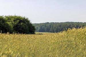 un campo agrícola donde crece el trigo de cereales maduros foto