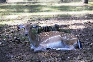 Deer resting in hot weather photo