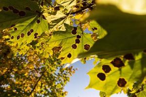 Maple foliage that has changed color in autumn photo