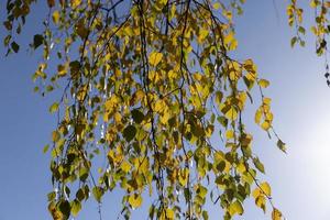 Birch forest with trees with yellow and green foliage photo