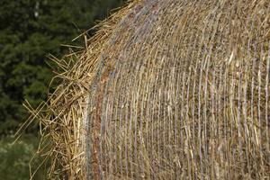 Straw stack after harvesting grain in the field photo