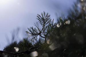 Coniferous pine tree with long needles photo