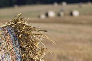 pila de paja después de cosechar el grano en el campo foto