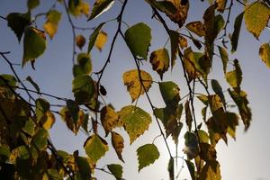 Birch forest with trees with yellow and green foliage photo