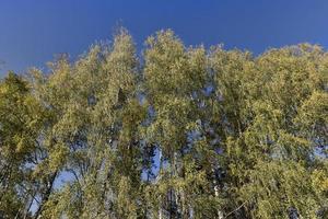 Birch grove with tall birch trees in autumn photo