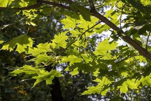 Tall maple tree in summer photo