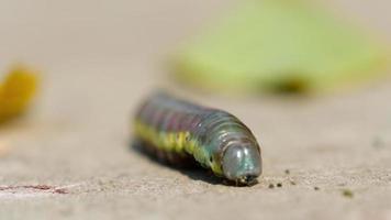 Green Birch sawfly larva crawling on the pavement, macro. Shallow DOF. video