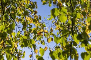 Birch forest with trees with yellow and green foliage photo