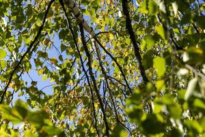 Birch forest with trees with yellow and green foliage photo