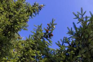Tall pine tree in summer photo