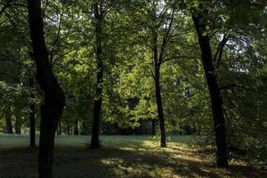 Deciduous trees with green foliage in summer photo