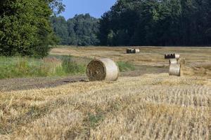 Straw stack after harvesting grain in the field photo