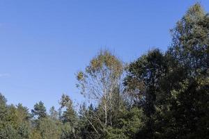 Autumn forest with trees during leaf fall photo