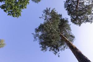 Trees in a mixed forest in summer photo