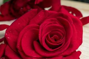 A beautiful red rose cut into pieces photo